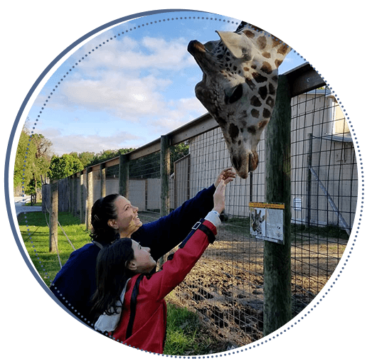 team feeding giraffe