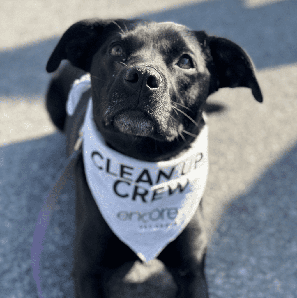 Encore Vet Group Sweeps Saratoga Ahead of This Earth Day! Encore Vet