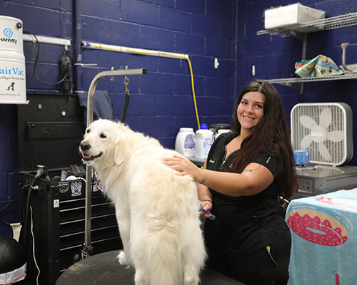 groomer holding a big white dog