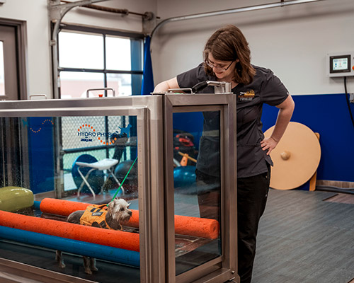 veterinary team member helping a dog with physical therapy