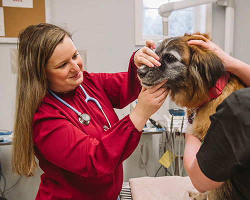 a veterinarian opening a dog's mouth for a check-up