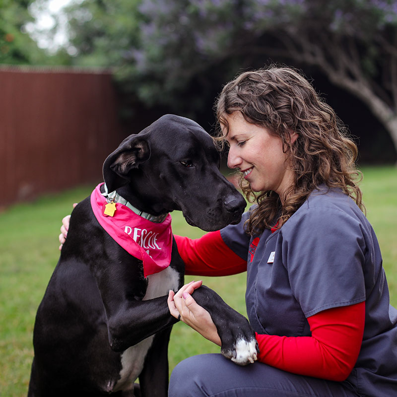 veterinarian having a grateful moment with a black dog wearing a red bandanna