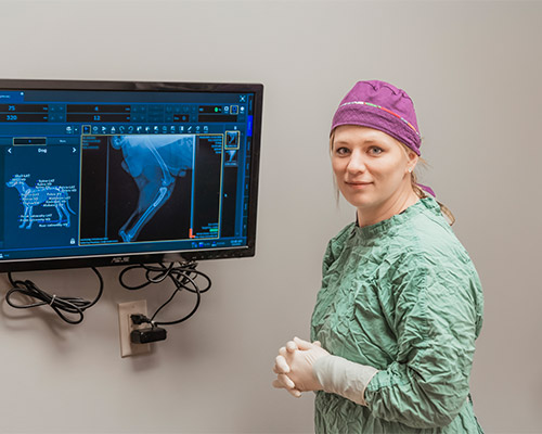 veterinarian prepped for surgery and standing next to a monitor showing an animal's x-ray