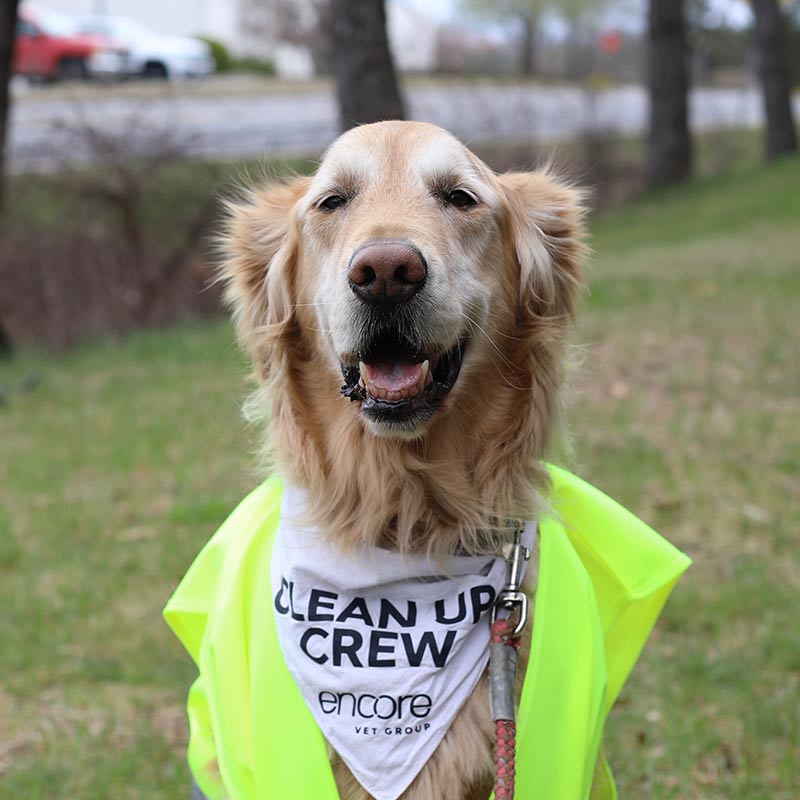 golden retriever dog wearing neon vest and a hanky that says "Clean up crew"