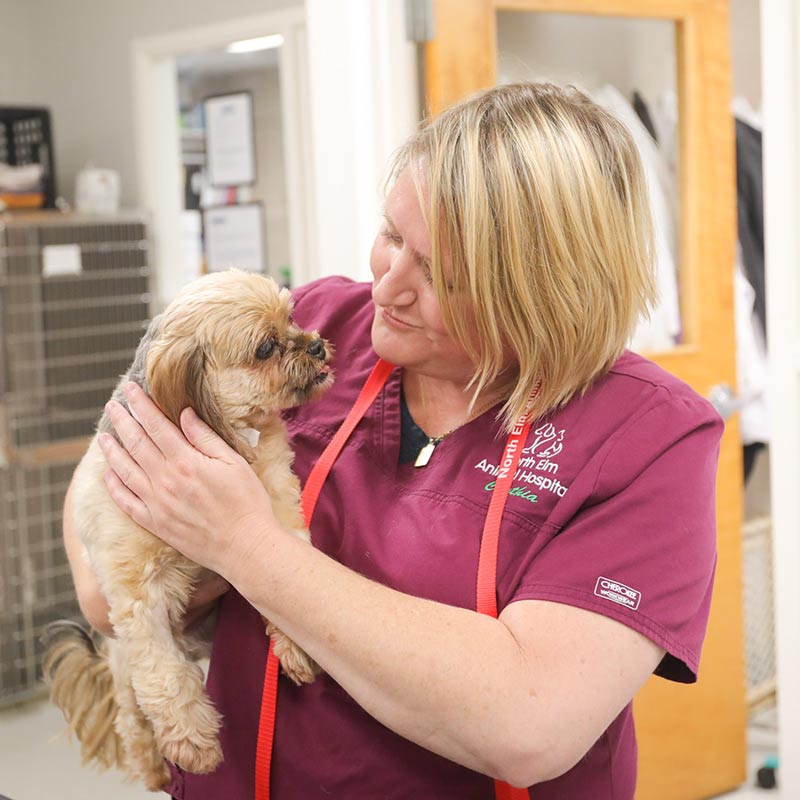 a veterinary team member wearing magenta scrubs and holding a brown puppy