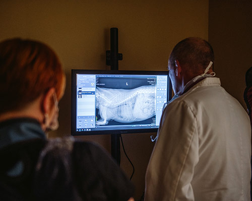 Dr. Loonam reviewing diagnostic imaging on a monitor