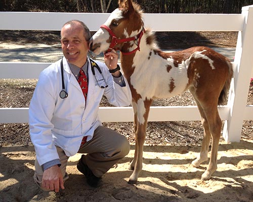 Dr. Loonam being licked by an adorable brown and white pony