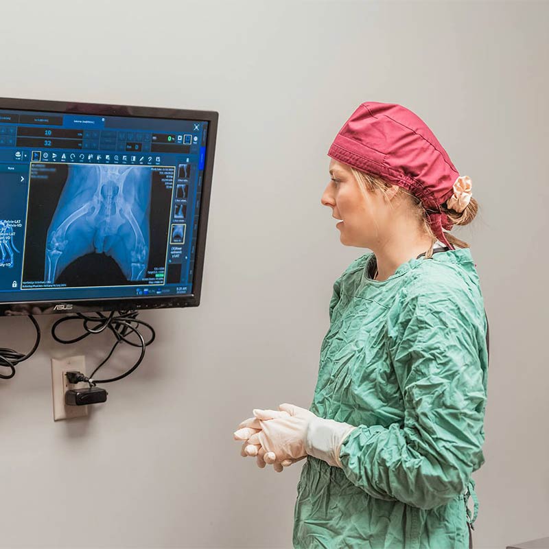 female veterinarian reviewing an x-ray