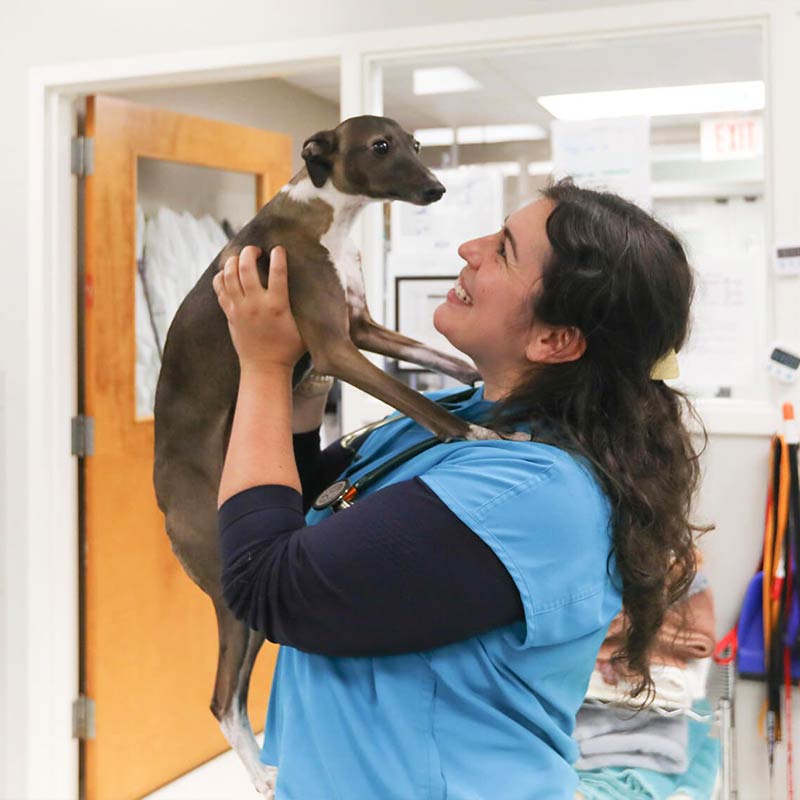 veterinarian smiling and holding up a brown dog