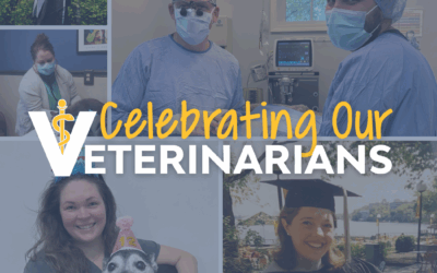 Celebrating Our Veterinarians: A Recap of Veterinarian’s Week