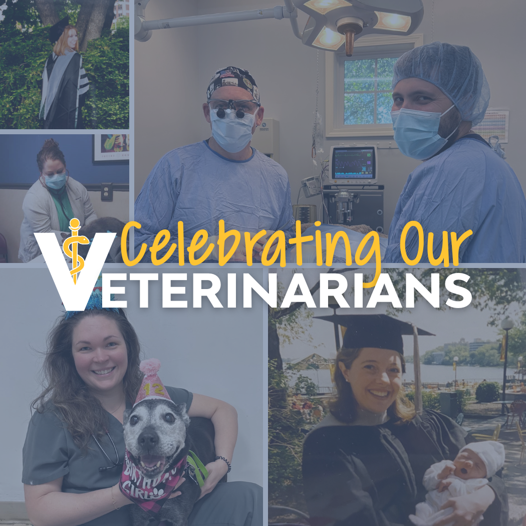 Veterinary Blog Celebrating Our Veterinarians: A Recap Of Veterinarian’s Week | Encore ...