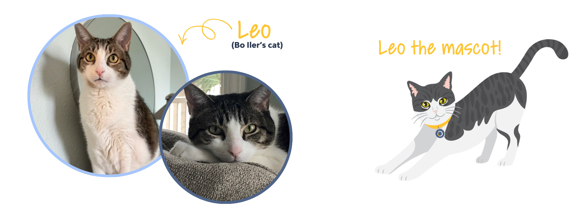 Leo the cat photos