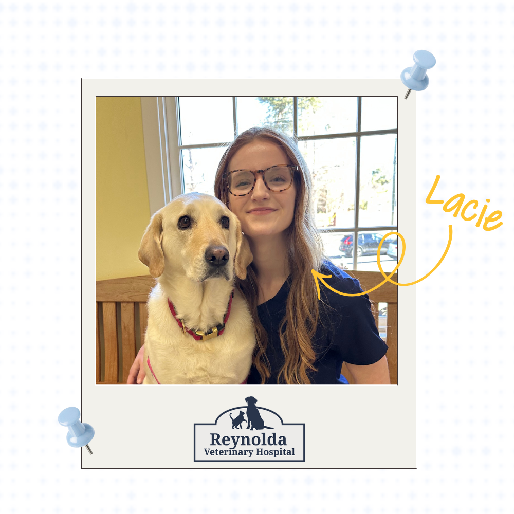 Reynolda Veterinary Assistant - Lacie