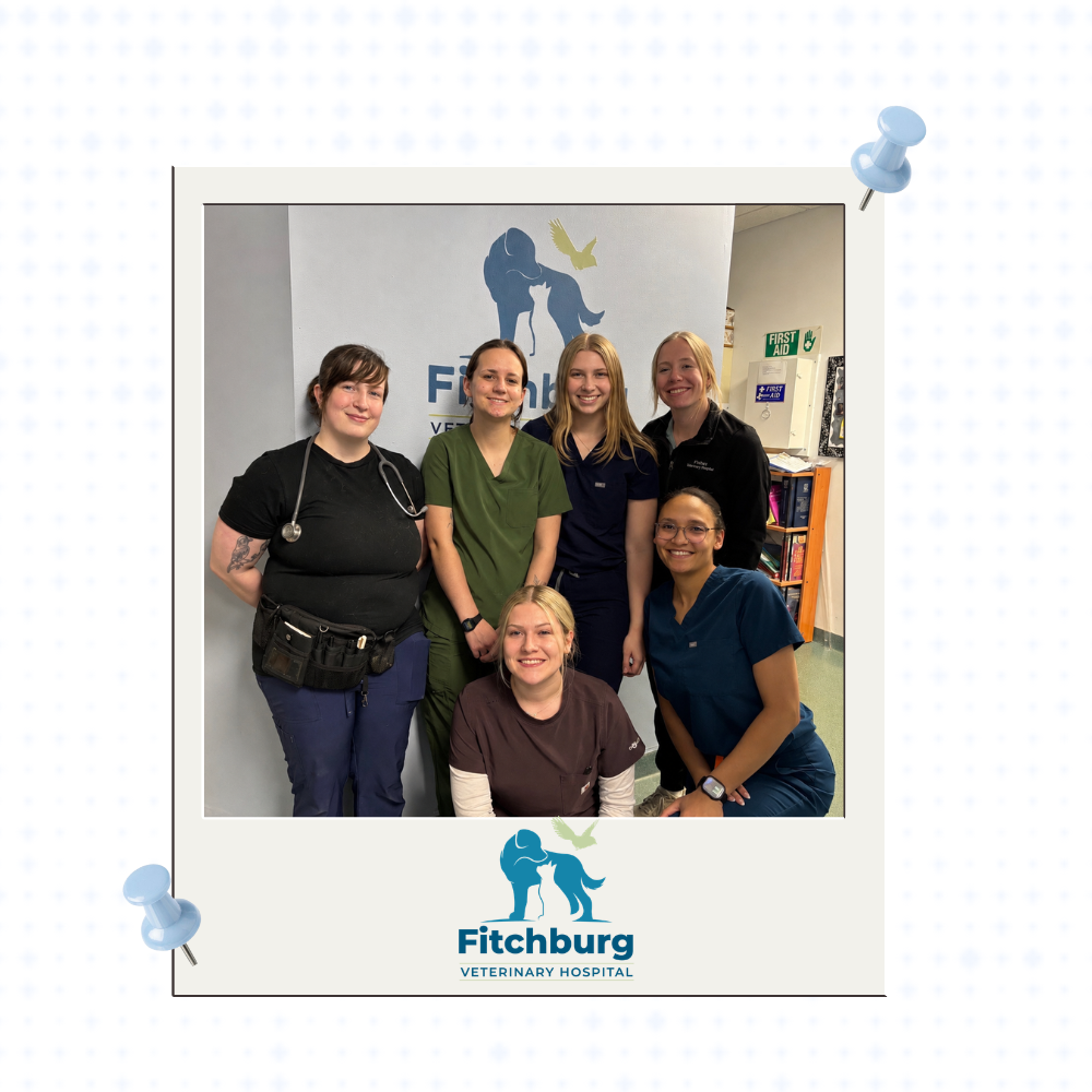 Fitchburg Veterinary Assistant Team