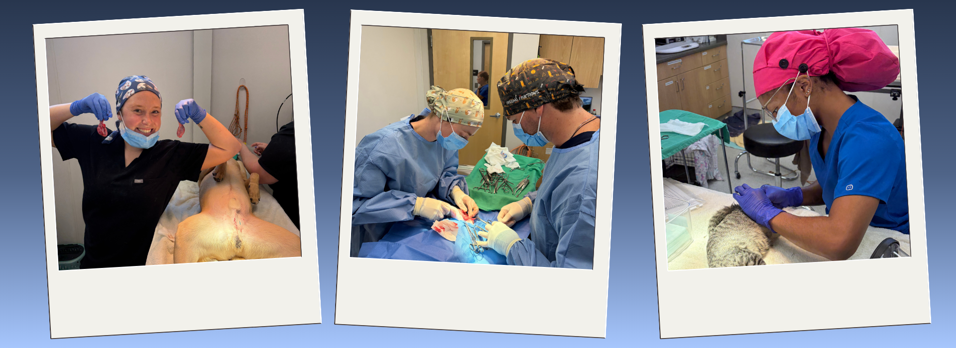 3 photos of externs at the spay neuter clinic