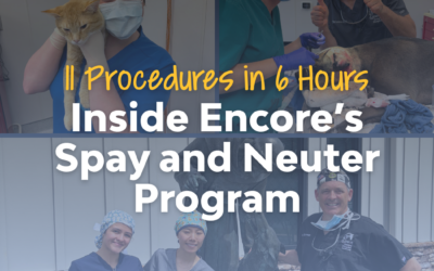 11 Procedures in 6 Hours: Inside Encore’s Spay and Neuter Practicum